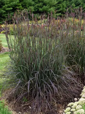 Link to Andropogon Blackhawks