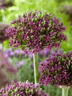 Link to Allium Magic