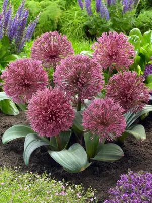 Link to Allium Nevskianum