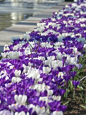 Link to Crocus Blue Blend Landscape Bag