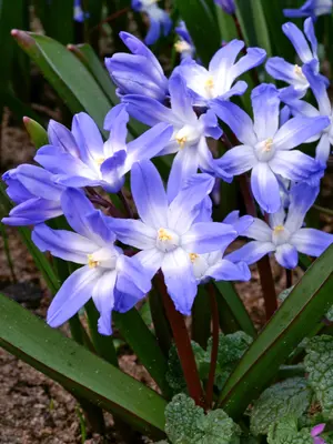 Link to Chionodoxa forbesii