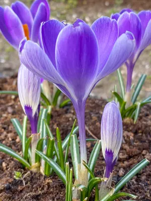 Link to Crocus Striped Bird