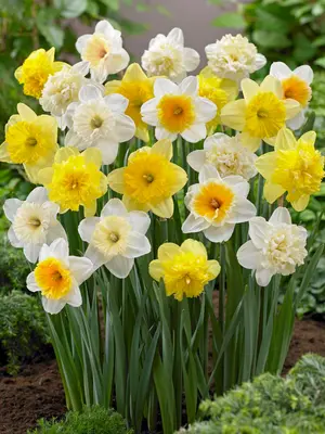 Link to 60 Days of Daffodils Blend