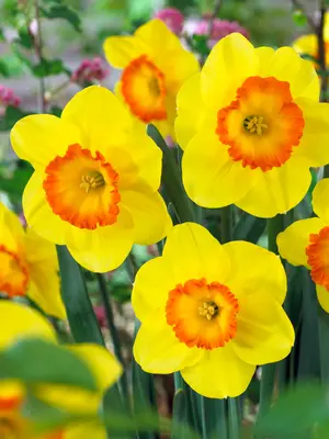 Link to Daffodil Delibes