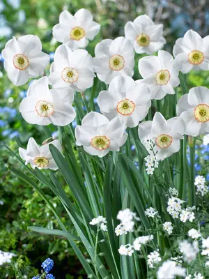 Link to Daffodil Dreamlight