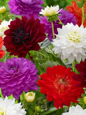 Link to Dahlia Karma Inspiration Blend&#153;