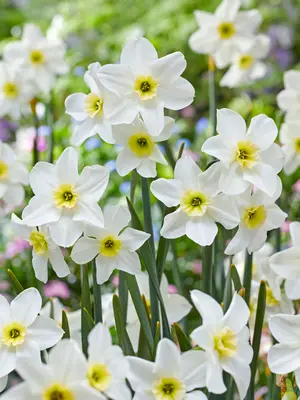 Link to Daffodil Lieke