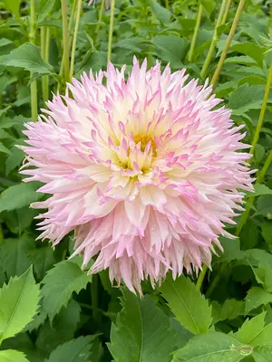 Link to Dahlia Nadia Ruth