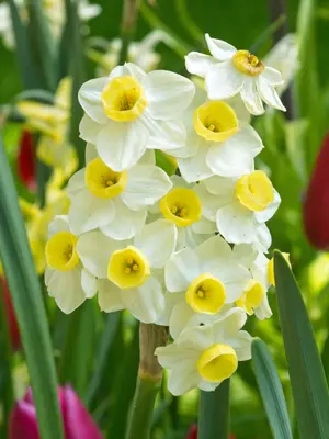 Link to Daffodil Avalanche