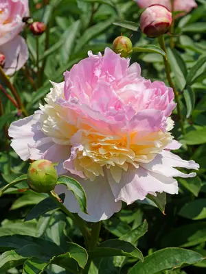 Link to Peony Raspberry Sundae