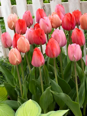 Link to Tulip Pink Promise Landscape Bag