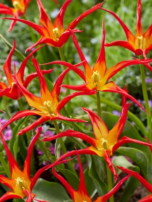 Link to Tulip Go Go Red