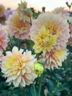 Link to Dahlia Wyn&#39;s New Pastel