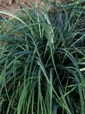 Link to Carex Blue Zinger