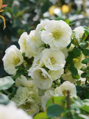 Link to Chaenomeles Double Take® Eternal White