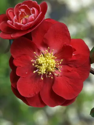 Link to Chaenomeles Double Take® Scarlet