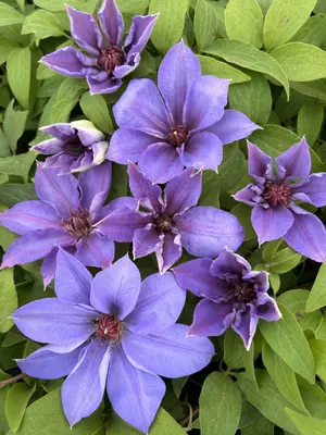 Link to Clematis Candy Stripe