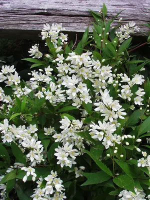 Link to Deutzia Nikko