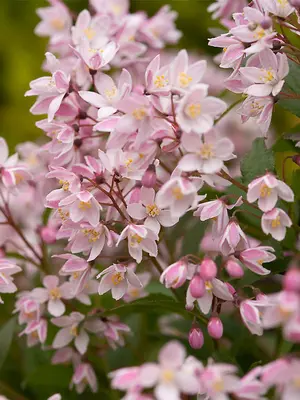 Link to Deutzia Yuki Cherry Blossom&reg;