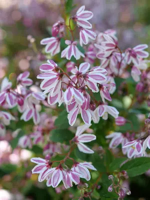 Link to Deutzia Yuki Kabuki®	