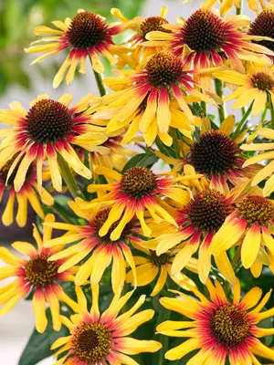 Link to Echinacea Sunseekers Tequila Sunrise®