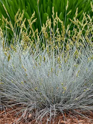 Link to Festuca Blue Whiskers