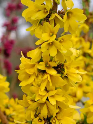 Link to Forsythia Show Off Starlet® 