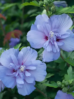 Link to Hibiscus Blue Chiffon®