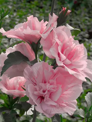 Link to Hibiscus Pink Chiffon®