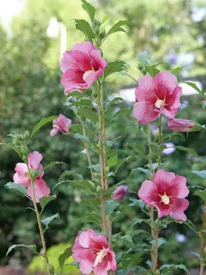 Link to Hibiscus Red Pillar®