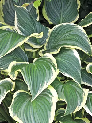 Link to Hosta Yellow River