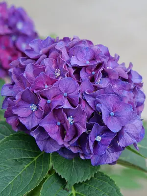 Link to Hydrangea Wee Bit Grumpy®	