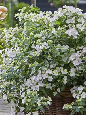 Link to Hydrangea Fairytrail Bride®
