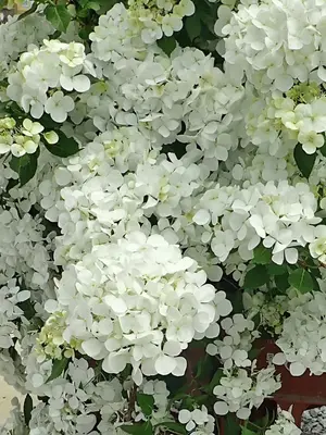 Link to Hydrangea Fairytrail® White