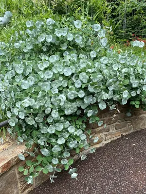 Link to Lonicera Kintzley's Ghost®