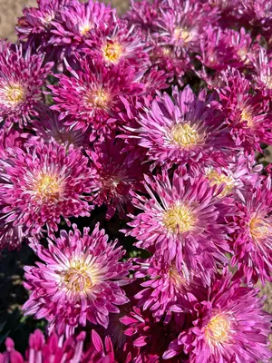 Link to Chrysanthemum Albert