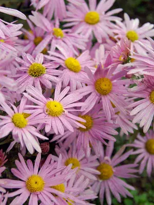 Link to Chrysanthemum Clara Curtis