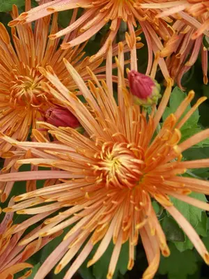 Link to Chrysanthemum Fine Feathers