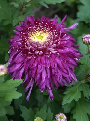 Link to Chrysanthemum Grape Queen