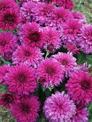 Link to Chrysanthemum High Style