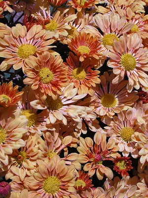 Link to Chrysanthemum Starlet