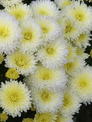 Link to Chrysanthemum Valour