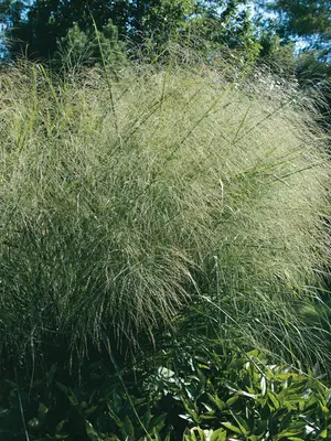 Link to Panicum Cloud Nine