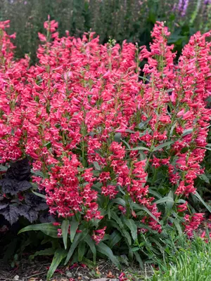Link to Penstemon Rose Rhinestones
