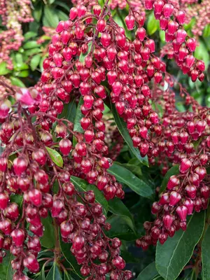 Link to Pieris Interstella