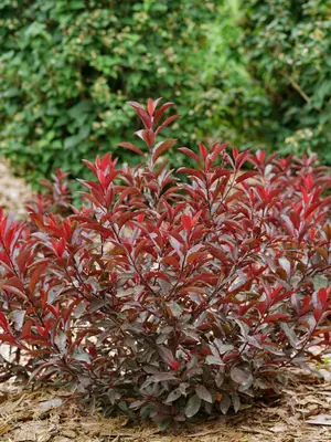 Link to Prunus Stay Classy®
