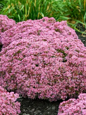 Link to Sedum Pride And Joy