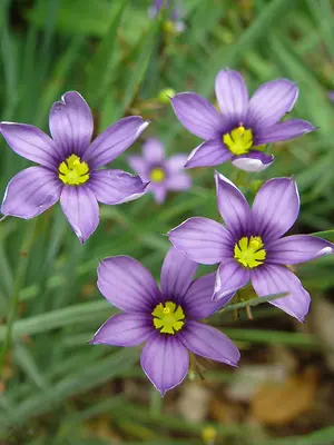 Link to Sisyrinchium Lucerne