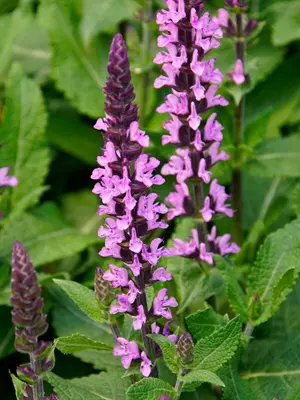 Link to Salvia Midnight Rose