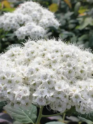 Link to Spiraea Blue Kazoo&reg;